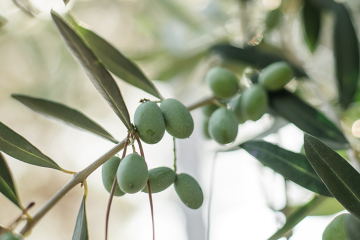 Die Kraft der Oliven an der Amalfiküste